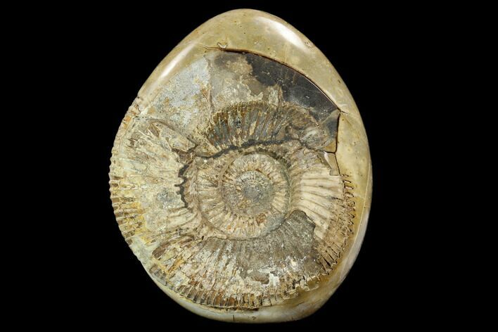 Ammonite In Septarian Nodule - Madagascar #124161